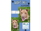 Adopt Clifford a Brown/Chocolate American Pit Bull Terrier / Mixed dog in