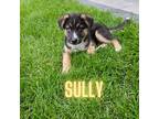 Adopt Sully a White - with Tan, Yellow or Fawn Husky / Great Pyrenees / Mixed