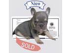 French Bulldog Puppy for sale in Martindale, TX, USA