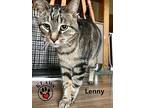 Lenny, Domestic Shorthair For Adoption In Lindsay, Ontario