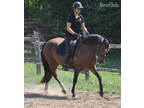 Sporty 4yr old Morgan Mare - Dressage, Trails, Bridle-less, trick trained!