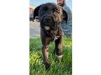 Adopt Dash a Black Border Collie / Pit Bull Terrier / Mixed dog in Clarkston
