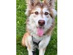 Adopt Coco a Red/Golden/Orange/Chestnut - with White Husky / Mixed dog in