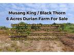 Durian Farm For Sale 6 Acres Musang King andamp; Black Thorn Farm