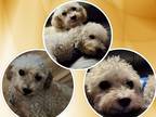 Adopt George & Gracie - OK a White - with Tan, Yellow or Fawn Bichon Frise /