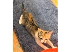 Adopt KITTEN HARLEY GIRL a Calico or Dilute Calico Calico / Mixed (short coat)