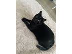 Adopt Shade a All Black Bombay / Mixed (medium coat) cat in Orlando