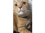 Adopt Oliver a Orange or Red Tabby Domestic Shorthair (medium coat) cat in Tipp
