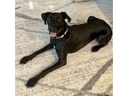 Adopt Belle a Black Great Dane / Labrador Retriever dog in Mooresville