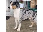 Adopt REGGIE a Australian Shepherd / Mixed dog in Palm City, FL (38913053)