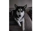 Adopt Rita a Black - with White Husky / Mixed dog in Eustis, FL (38911863)