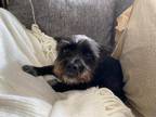 Adopt Dudley a Black - with Gray or Silver Jack Russell Terrier dog in West Palm