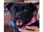 Adopt Maya a Black - with White Pug / Pekingese dog in Pueblo, CO (38906259)