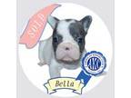 AKC Beautiful Blue Bella