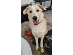 Adopt Appa a White - with Tan, Yellow or Fawn Great Pyrenees / Border Collie /