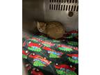 Adopt Buttercup a Orange or Red Domestic Shorthair / Mixed (short coat) cat in