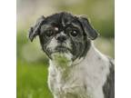 Adopt Magic a Black - with White Shih Tzu / Mixed dog in King City
