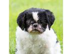 Adopt Daisy a White - with Gray or Silver Shih Tzu / Mixed dog in King City