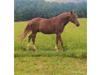 Ranch and Family Safe Quarter Horse