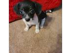 Chihuahua Puppy for sale in Stryker, OH, USA