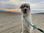 Adopt Fred a Great Pyrenees