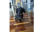 Adopt Kiki a Black - with Tan, Yellow or Fawn Dachshund / Mixed dog in San Jose