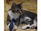 Adopt Russet a Brown Tabby Maine Coon (short coat) cat in Smithers
