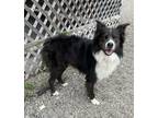 Adopt CHACO a Black - with White Australian Shepherd dog in Rochester