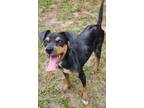 Adopt Truffle a Manchester Terrier / Miniature Pinscher / Mixed dog in Ocala