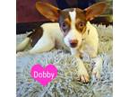 Adopt Dobby a White - with Tan, Yellow or Fawn Rat Terrier / Fox Terrier