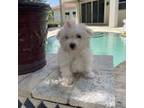 Maltese Puppy for sale in Weston, FL, USA