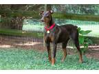 Adopt HIGHLAND a Brown/Chocolate - with Black Doberman Pinscher / Mixed dog in