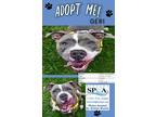 Adopt Geri a Gray/Blue/Silver/Salt & Pepper American Pit Bull Terrier / Mixed