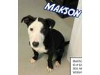 Adopt Makson a Black - with White Corgi / Jack Russell Terrier / Mixed dog in