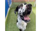 Adopt Poseidon a Great Dane