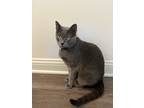 Adopt Hyaat a Gray, Blue or Silver Tabby Korat / Mixed (short coat) cat in