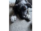 Adopt Rosie a Brindle Mutt / Beagle / Mixed dog in Elizabeth, CO (38947868)