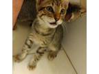 Adopt Cinders a Domestic Short Hair