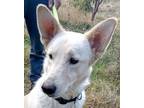 Adopt LYNOLAH (Lebanon - kt) arr. Nov. 21 a White German Shepherd Dog dog in