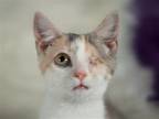 Adopt Piper - One Eye, All Love! a Calico or Dilute Calico Domestic Shorthair /