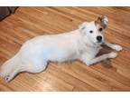 Adopt Pongo a White - with Brown or Chocolate Golden Retriever / American
