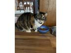 Adopt Sugar a Calico or Dilute Calico Singapura / Mixed (short coat) cat in