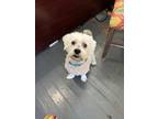 Adopt Sebastian a Lhasa Apso / Poodle (Miniature) dog in Mooresville