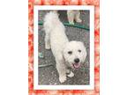 Adopt Casper - OH a White Bichon Frise / Mixed dog in Tulsa, OK (38955972)