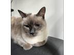 Adopt Napoleon a Gray or Blue (Mostly) Siamese (medium coat) cat in Toronto