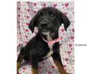Adopt Gabriella a Black Border Collie / Mixed Breed (Medium) / Mixed dog in