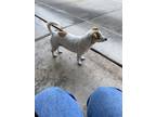 Adopt Jack a White - with Brown or Chocolate Jack Russell Terrier / Mixed dog in