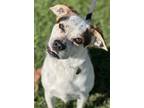 Adopt Brielle a White Australian Shepherd / Mixed dog in Malvern, PA (32998695)