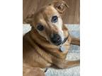 Adopt Roscoe a Red/Golden/Orange/Chestnut Beagle / Mutt / Mixed dog in York