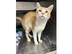 Adopt Velcro a Domestic Short Hair